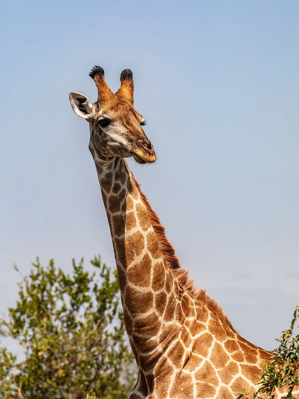 Giraffe in Kruger National Park